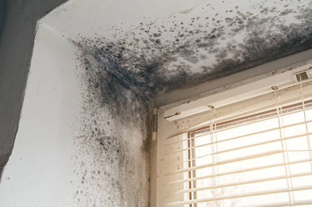 Affordable Basement Mold Removal solutions in Somerville, MA